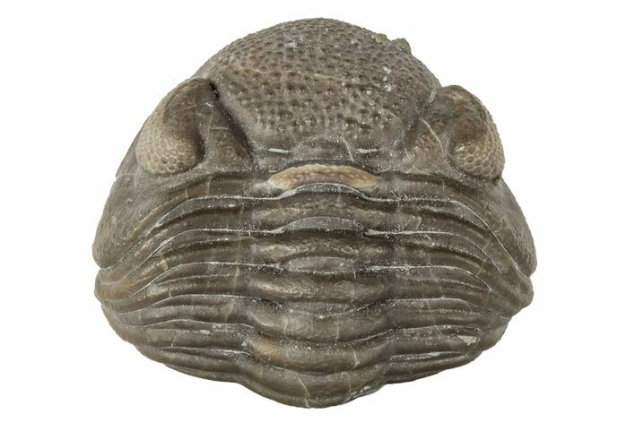 Wide, Enrolled Eldredgeops Trilobite Fossil - Ohio #188889